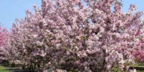 Dekorativno stablo jabuke s crvenim lišćem u pejzažnom dizajnu - 10 najboljih sorti